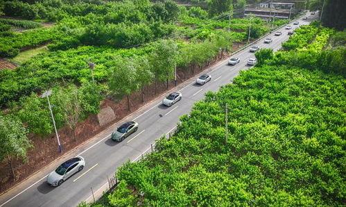 出海征途 尊重当地市场秩序是中国车企的必修课